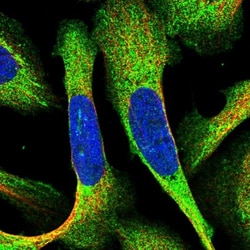 GFER/ALR Antibody, Novus Biologicals:Antibodies:Primary Antibodies